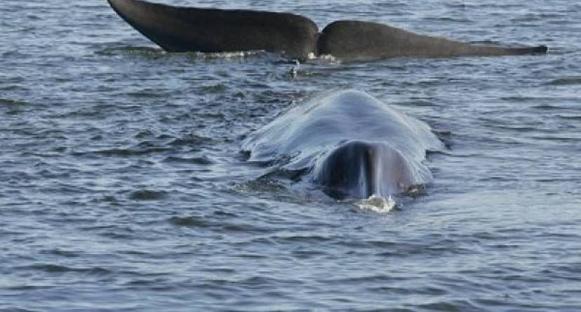 Whale Safari